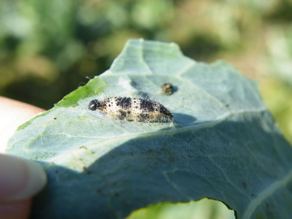 Larva parassitata da determinare